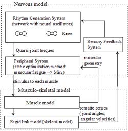 Figure shows an outline of the control system of the neuro-musculo-skeletal model. Nervous model corresponds to the FES controller. And musculo-skeletal model corresponds to a patient. 